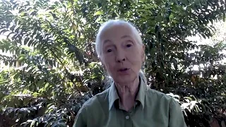 Dr. Jane Goodall's World Chimpanzee Day Message