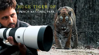 Pench National Park |Tiger Tracing |3 Tigers head-on sighting |Jungle Safari |Rohan Travel Stories