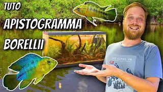 L' APISTOGRAMMA BORELLII un poisson MAGNIFIQUE mais pas que..... TRUCS & ASTUCES [ ANI' MOOD ]