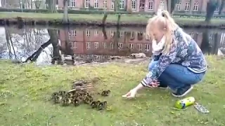 Ну разве это не миленькие создания!!!Entenküken.Kleine Freuden😀 Ducklings.Little pleasures.