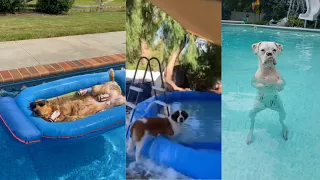 FUNNY DOGS SWIMMING IN THE POOL | Funny Pets 🐶🐾