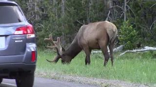 Grand Teton Nt. Park (June 2021)