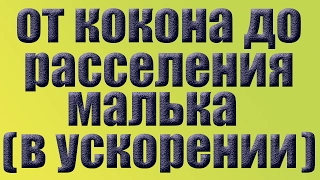 Червь Дендробена .От кокона  до расселения  малька в одном видео . Червь для рыбалки .