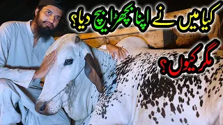 Have I SOLD My Qurbani Bull? BUT WHY? Cattle Market Karachi Bakra Eid 2022