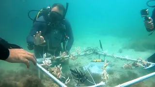 В ОАЭ спасают обесцвеченные коралловые рифы