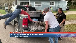 Seven-foot alligator pulled from Pascagoula storm drain - NBC 15 News WPMI