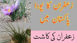 how to grow saffron plant at home | zafran ka beej | zafran ka poda | zafran ki kasht in Pakistan