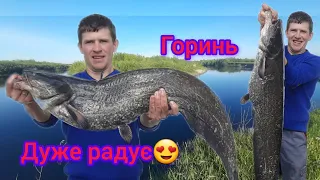Сом на горині. Закидачи на сома. Гориньский монстр. Риболовля на сома#сом#fishing#fish#ukraine
