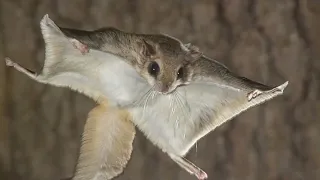 What do Flying Squirrels eat?  How fast is a Flying Squirrel? Are flying squirrels dangerous?