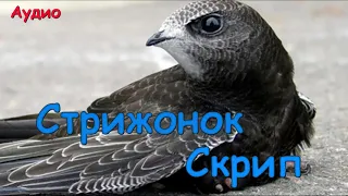 Стрижонок Скрип. Виктор Астафьев.