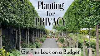 Tips on How to Create a Hedge on Stilts (Pleaching Trees)