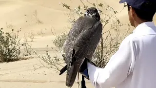 hunting with gyrfalcons || incredible hunting || falconry art of kings