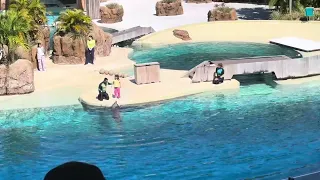 Dolphin Show at SeaWorld Orlando