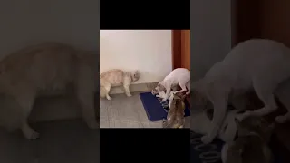 Angry male cats hot argument for female|Cat fighting|21|