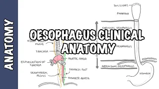 The Oesophagus (Esophagus) - Clinical Anatomy