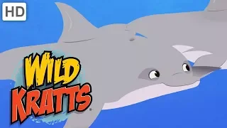 Wild Kratts - Swimming with the Dolphins 🐬 | Kids Videos