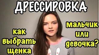 Дрессировка собак: как выбрать щенка, мальчик или девочка? Часть 1