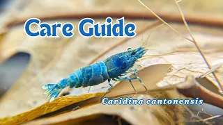 Bee/crystal/tiger shrimp Caridina cantonensis care guide