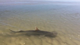 New Smyrna Beach Shark