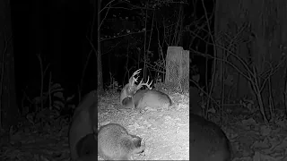 BUCK can't stay awake!!...#shorts #shortvideo #short #deerhunting #kentucky #deer #bucks #hunting