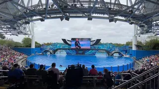 we saw the very first orca encounter show at sea world!