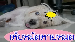 สุดทึ่ง!! 2ตัวช่วยป้องกันเห็บหมัดในสุนัขได้อย่างอยู่หมัด l love dog