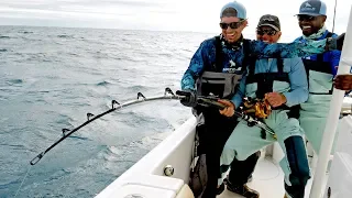 The Shark VS Goliath Grouper