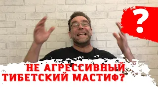 Не АГРЕССИВНЫЙ тибетский мастиф - это плохо?