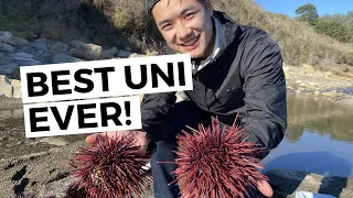 Sea Urchin Foraging - the BEST UNI we've ever had!