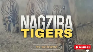 Super sighting of five tigers 🐅 in nagzira, maharashtra, India #travel #love @indianwildlife429