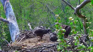 Little Miami Conservancy Bald Eagle 01.05.2024 14:11