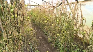 Mudanças climáticas podem afetar a agricultura