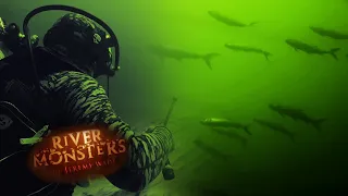 Swimming With a Swarm of Tiger Fish | TIGER FISH | River Monsters