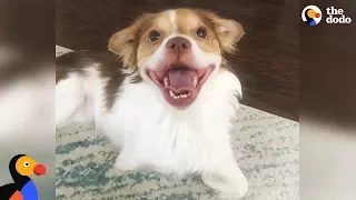 Happy Dog Goes Nuts Every Time He Sees His Wheelchair - LOKI | The Dodo