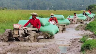 គោយន្តដឹកស្រូវផ្លូវលំបាកជាប់ផុងទួងកង់,ការដឹកជញ្ជូនស្រូវពីស្រែ,Tractor trachang stuck in mud,Tractor