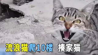 流浪貍花貓爬上10樓，打罵自己的白貓！The stray cat climbed up to the tenth floor and beat and scolded its white cat