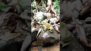 Yellow Frog Wonderful Indian Bullfrog Video | Frog Sounds | पिवळे बेडूक