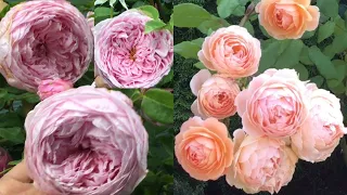 My LONG OVER DUE August Rose Garden Update