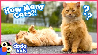 She Saved So Many Cats, She HAD to Build Them Their Own House!!! | Dodo Kids | Rescued!