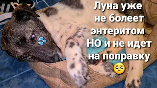 Луна никак не вылечится! Убежали все собаки🤦‍♀️ КАК?  распаковка посылки с Швеции