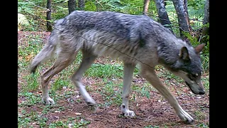 Trail Cam:  Wolves, Bears, Foxes ,Coyotes,  and Deer