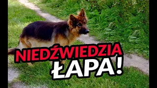 Upadek pięknej rasy - owczarek niemiecki! Kolejny przypadek!