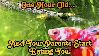 How I Breed & Raise Betta Fry in 2.5 Gallon Tanks + Feeding Live Foods From Your Own Aquarium #betta