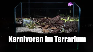 #109 Terrarium mit fleischfressenden Pflanzen anlegen, richtige Pflanzauswahl & passende Einrichtung