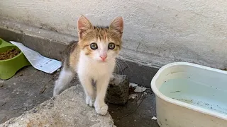 Incredibly Cute Kittens living on the street. These Kittens are so beautiful.