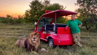 Evening feeding of lions and transfer to the enclosure of Oleg Zubkov's LION CHICKENS