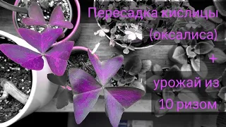 Oxalis|Оксалис|Кислица|Уход и размножение|Урожай с десяти ризом🍀☘