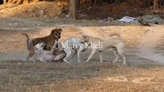 Dogs getting fight because of jealous