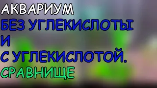 БЕЗ СО2 И С СО2. АКВАРИУМ С РАСТЕНИЯМИ. СРАВНИЩЕ