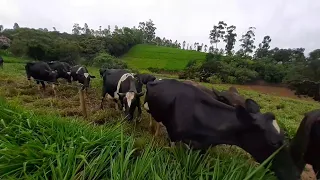 PRODUZINDO 540 LITROS DE LEITE POR DIA EM APENAS 1 HECTARE E MEIO DE CAPIM MOMBAÇA